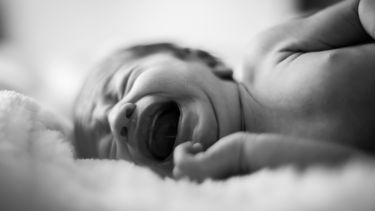 baby zetpil