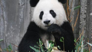 Panda geboren