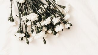 witte bloemen