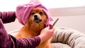 hondje heeft een handdoek om zijn hoofd en tijd voor jezelf