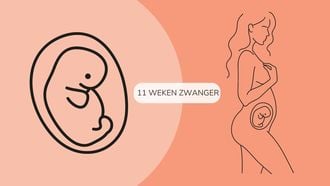 11 weken zwanger