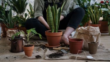 kamerplanten / vrouw is bezig met het verpotten van planten
