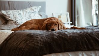 hond-slapen-onderzoek