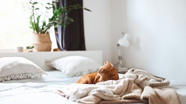 kat ligt op een bed en dekbed dat moet worden verschoond