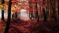 Bossen in de herfst, de perfecte plek om te wandelen