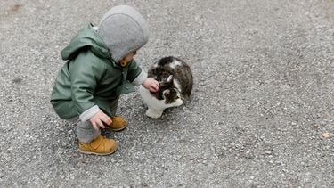 blunder-kattenbrokjes