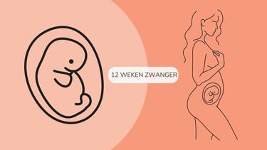 12 weken zwanger
